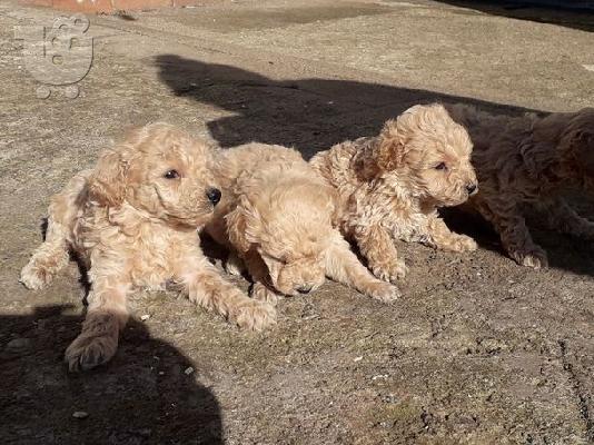 PoulaTo: Διαθέσιμα κουτάβια παιχνιδιών Poodle